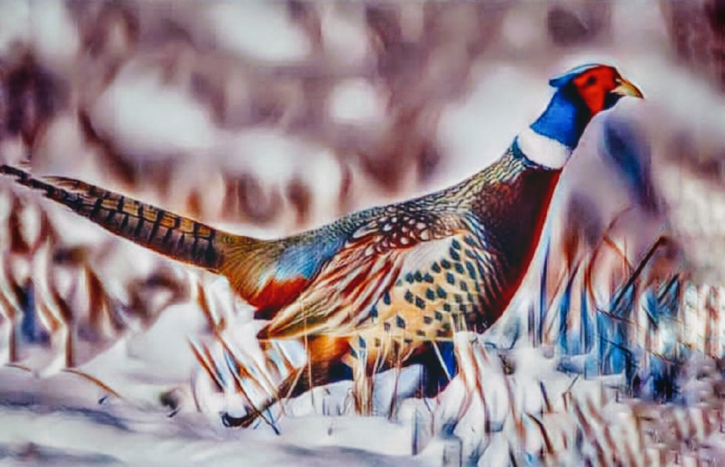 Original paintings and prints